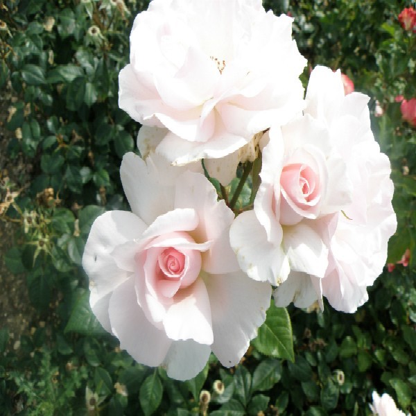 pic A Whiter Shade Of Pale Rose a whiter shade of pale hybrid tea garden roses pococks roses the cornish rose company