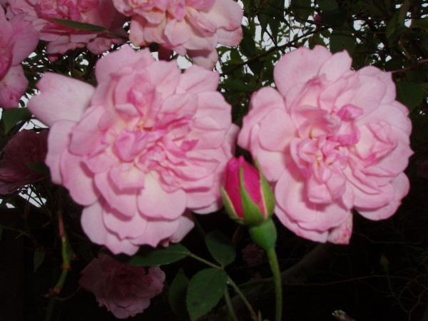 Garden Roses | Pococks Roses | The Cornish Rose