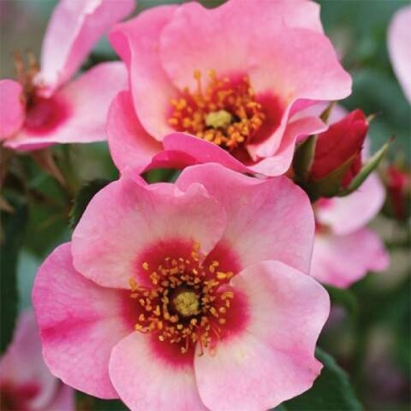 Button Eye Roses BRIGHT AS A BUTTON (floribunda) | Garden Roses | Pococks Roses | The ...