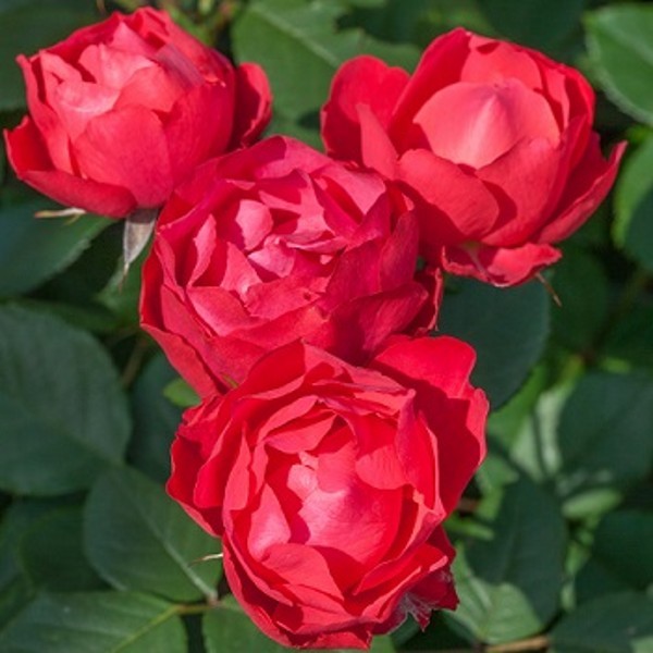 Red Pocock's Roses CHERRY BONICA (shrub) | Garden Roses | Pococks Roses | The Cornish Rose ...