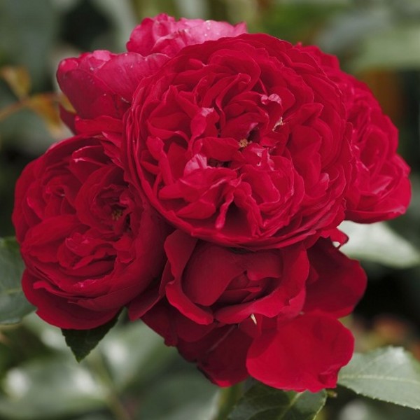 Red Pocock's Roses | Garden Roses | Pococks Roses | The Cornish Rose Company