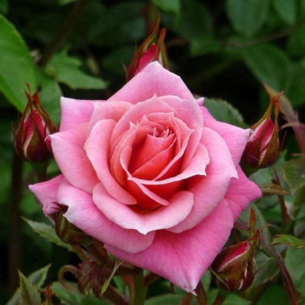 MARRY ME (Patio) | Garden Roses | Pococks Roses | The Cornish Rose Company