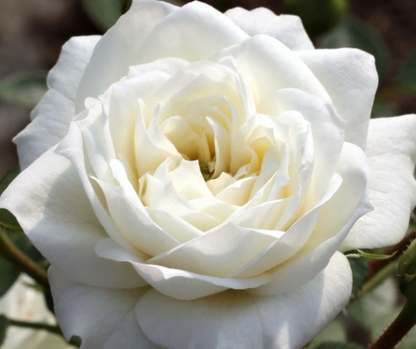 JET SPOT (miniature) | Garden Roses | Pococks Roses | The Cornish Rose ...