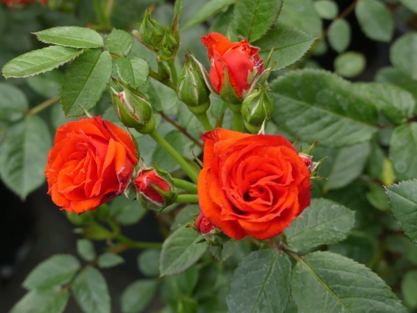 ALLENSMORE RED (miniature) | Garden Roses | Pococks Roses | The Cornish ...