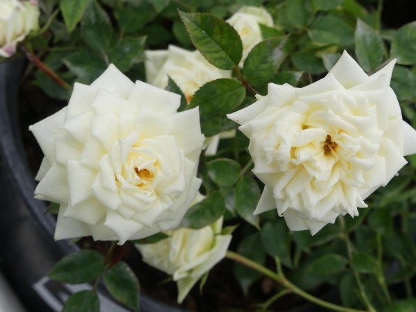 EASTER MORNING (miniature) | Garden Roses | Pococks Roses | The Cornish ...