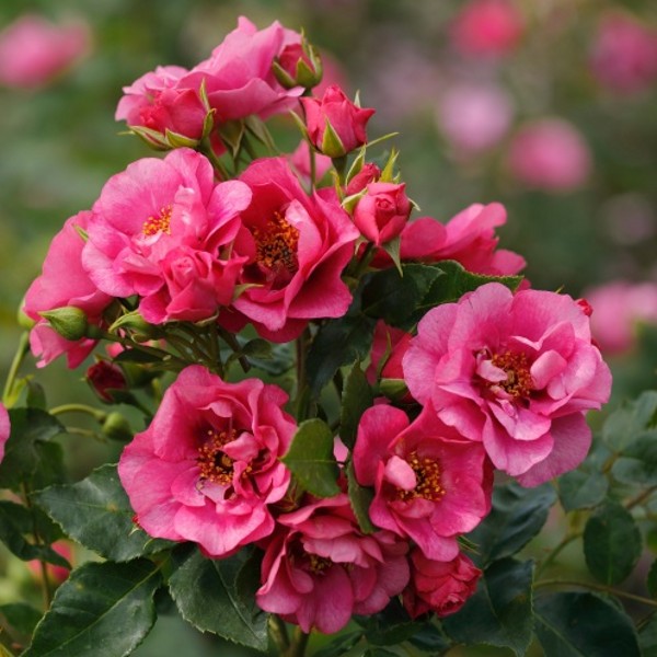 ORIENTA ALADDIN (climber) | Garden Roses | Pococks Roses | The Cornish ...