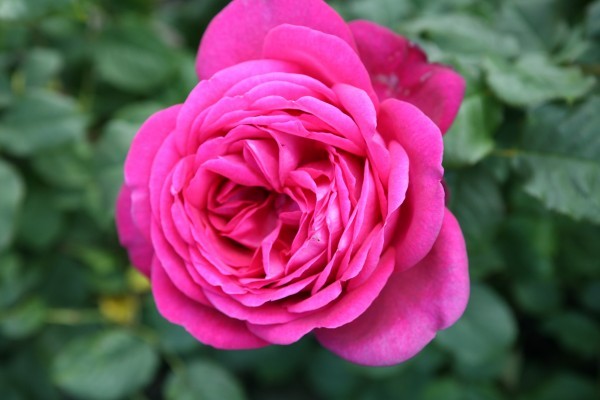 PURE POETRY (hybrid tea) | Garden Roses | Pococks Roses | The Cornish ...