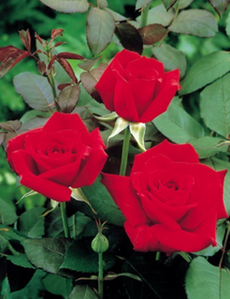 ROYAL WILLIAM (hybrid tea) | Garden Roses | Pococks Roses | The Cornish ...