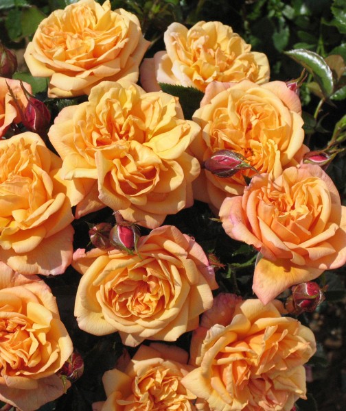 | Garden Roses | Pococks Roses | The Cornish Rose Company