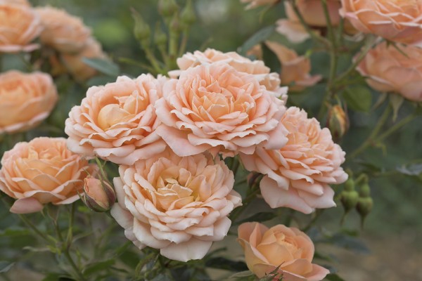 SWEET DREAM (Patio) | Garden Roses | Pococks Roses | The Cornish Rose ...