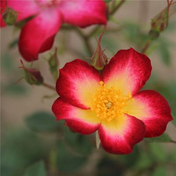 STARRY EYED (Patio) | Garden Roses | Pococks Roses | The Cornish Rose ...