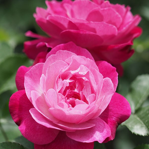 Red Pocock's Roses SOPHIE'S PERPETUAL (shrub) | Garden Roses | Pococks Roses | The Cornish ...