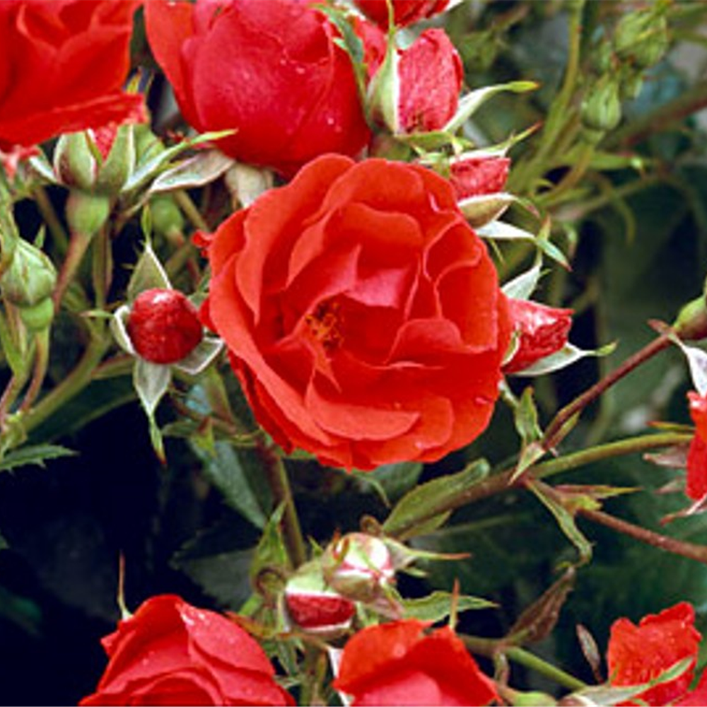 Red Pocock's Roses | Garden Roses | Pococks Roses | The Cornish Rose Company
