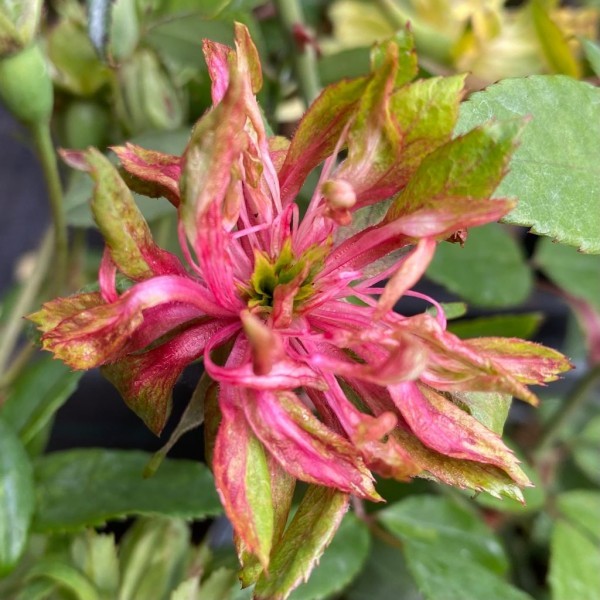VIRIDIFLORA (shrub) | Garden Roses | Pococks Roses | The Cornish Rose ...