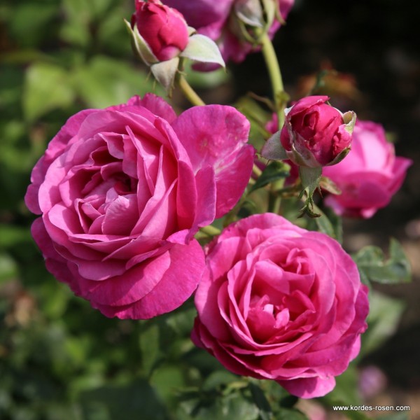 ADORABLE PARFUMA (floribunda) Garden Roses Pococks Roses The