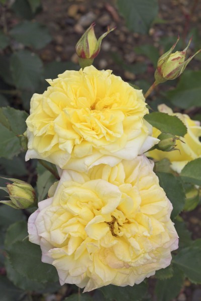ALISTER STELLA GRAY (climber) | Garden Roses | Pococks Roses | The ...