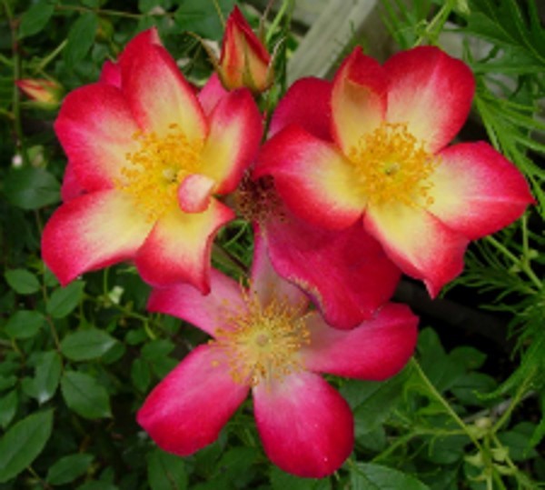 STARRY EYED (Patio) | Garden Roses | Pococks Roses | The Cornish Rose ...