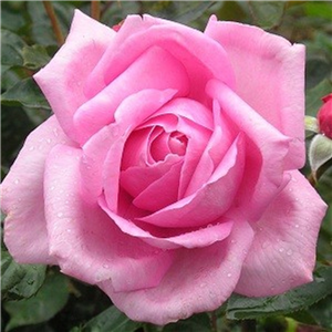 rose called mum in a million