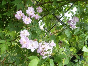 NARROW WATER (rambler) | Garden Roses | Pococks Roses | The Cornish ...