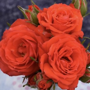 Red Pocock's Roses ALLENSMORE RED (miniature) | Garden Roses | Pococks Roses | The Cornish ...