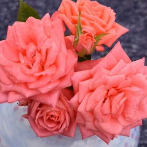 ANGELA RIPPON (miniature) | Garden Roses | Pococks Roses | The Cornish ...