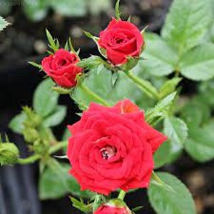Red Minimo Miniature Garden Roses Pococks Roses The Cornish Rose Company