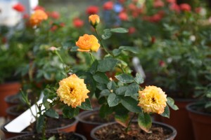 SUNSPOT (miniature) | Garden Roses | Pococks Roses | The Cornish Rose ...