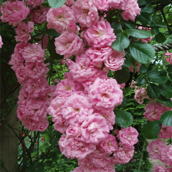 | Garden Roses | Pococks Roses | The Cornish Rose Company