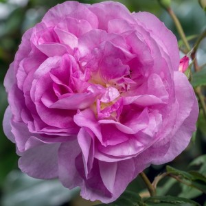 Sapphire Shrub Garden Roses Pococks Roses The Cornish Rose Company