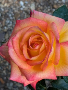 SHEILA'S PERFUME (floribunda) Garden Roses Pococks Roses The