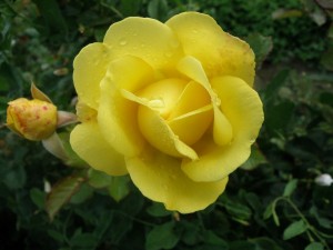 Mountbatten Floribunda Garden Roses Pococks Roses The Cornish Rose Company