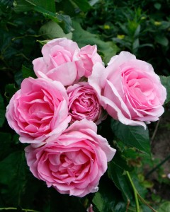 rose called mum in a million