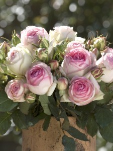 Eden Rose Climber Garden Roses Pococks Roses The Cornish Rose Company
