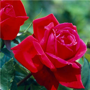 Happy Ruby Wedding Hybrid Tea Garden Roses Pococks Roses The Cornish Rose Company