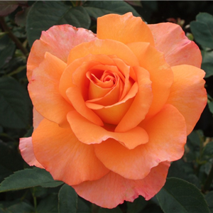 SEVENTH HEAVEN (hybrid tea) | Garden Roses | Pococks Roses | The ...