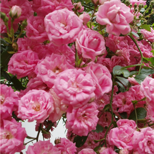SUPER FAIRY (modern rambler) | Garden Roses | Pococks ...