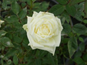 EASTER MORNING (miniature) | Garden Roses | Pococks Roses | The Cornish ...