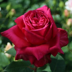 NOBLESSE (hybrid tea)