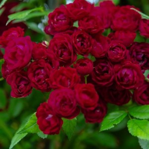 PERENNIAL DOMINO (rambler)