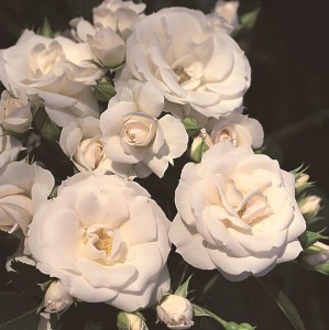 Occasion