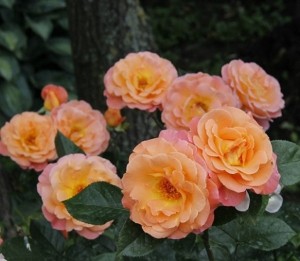 TOGETHER FOREVER (floribunda)