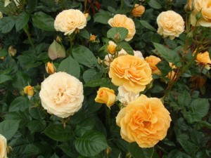 ABSOLUTELY FABULOUS (floribunda)