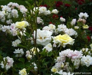 AMORETTE (miniature)