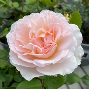 BLISS (floribunda)