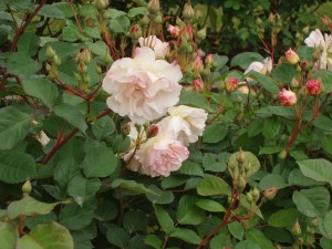 Red Pocock's Roses | Garden Roses | Pococks Roses | The Cornish Rose Company