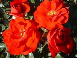 Colour