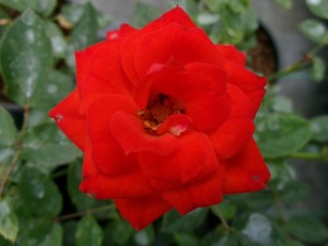 ALLENSMORE RED (miniature)