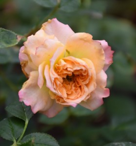 JENNY ROBINSON (miniature)