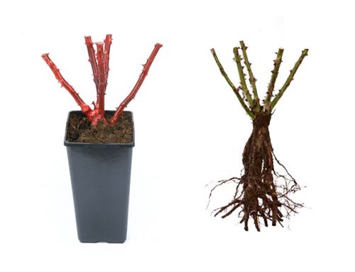 The difference between bare root and potted roses