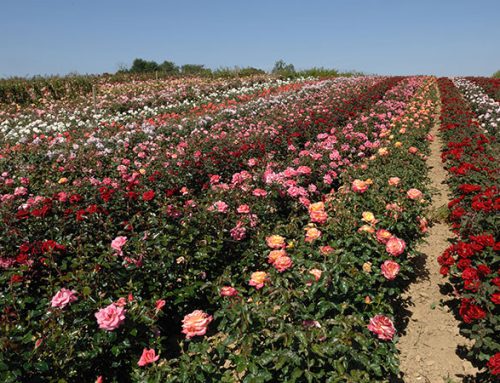 How to buy garden roses